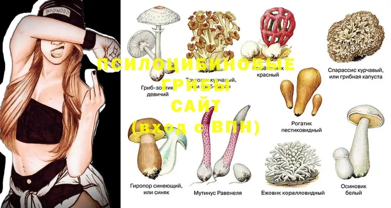 Галлюциногенные грибы мухоморы  Удомля 